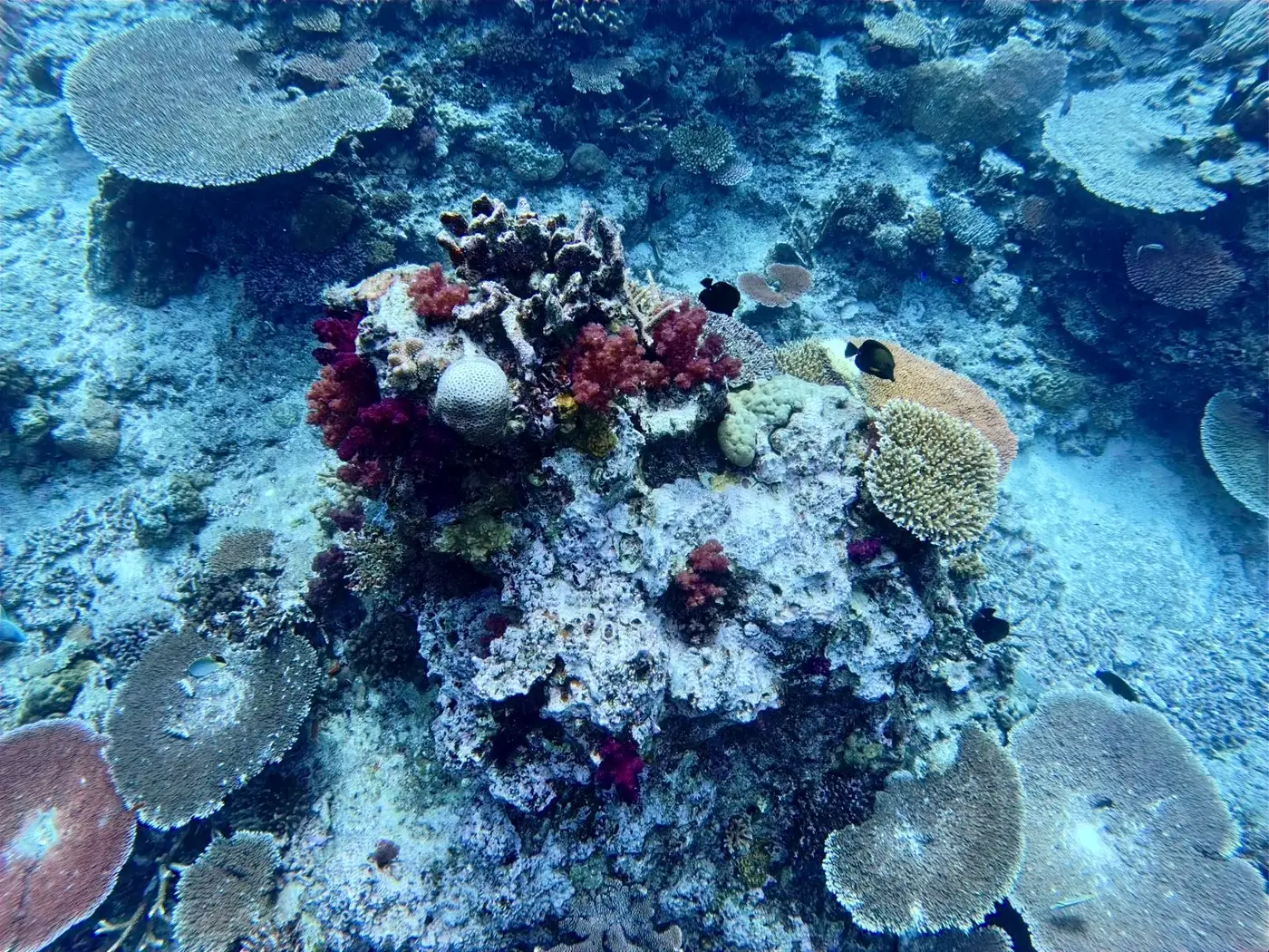 Looking down on soft corals and table corals off Taveuni, Fiji