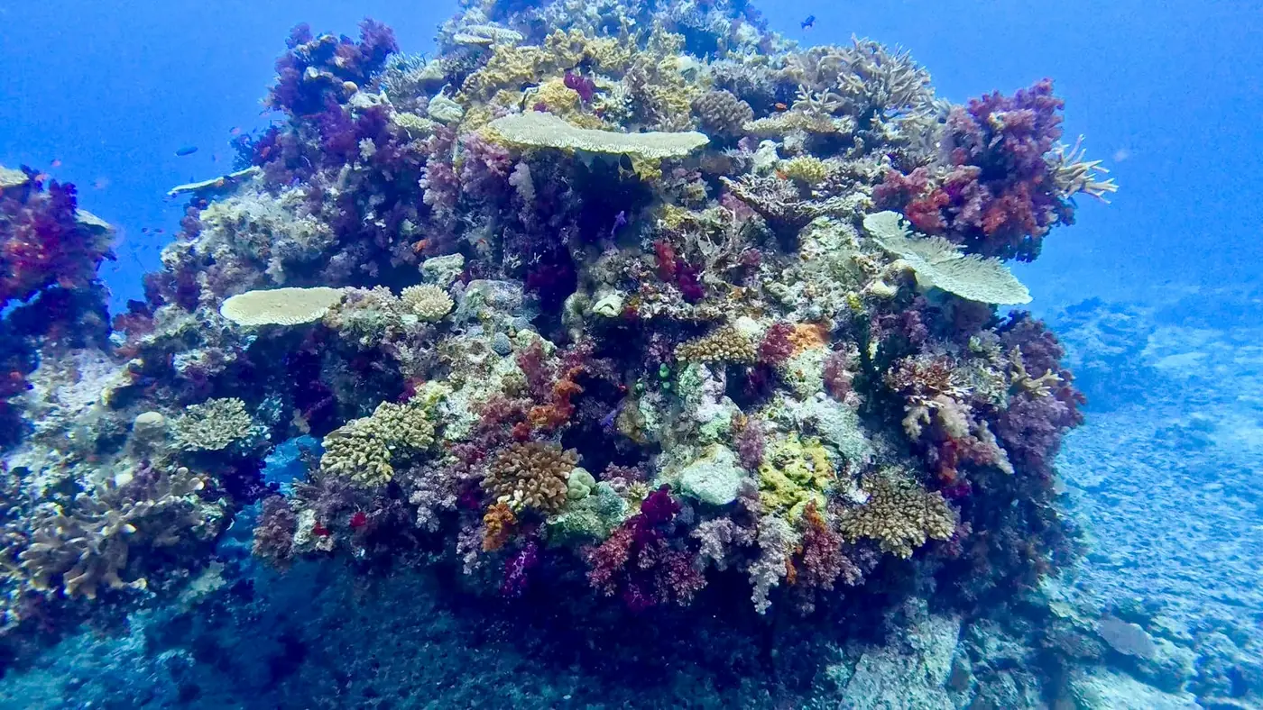 A coral bommie covered in red and purple soft corals off Taveuni, Fiji