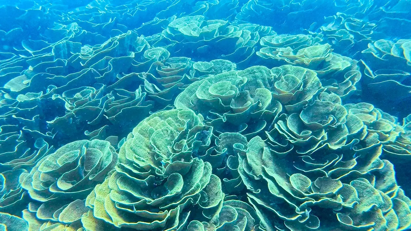 Fields of cabbage coral off Taveuni, Fiji
