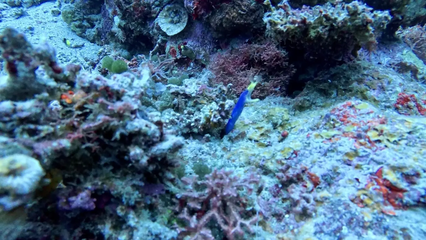 A blue ribbon eel rising from its burrow in the reef off Taveuni, Fiji
