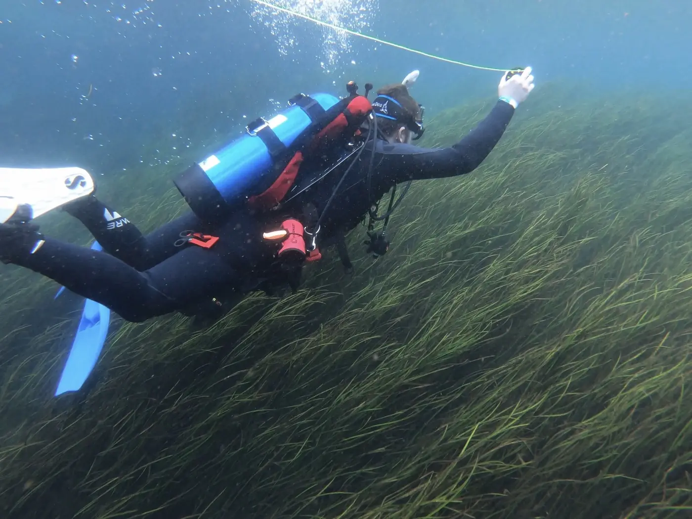 Walking the dive marker over the eelgrass