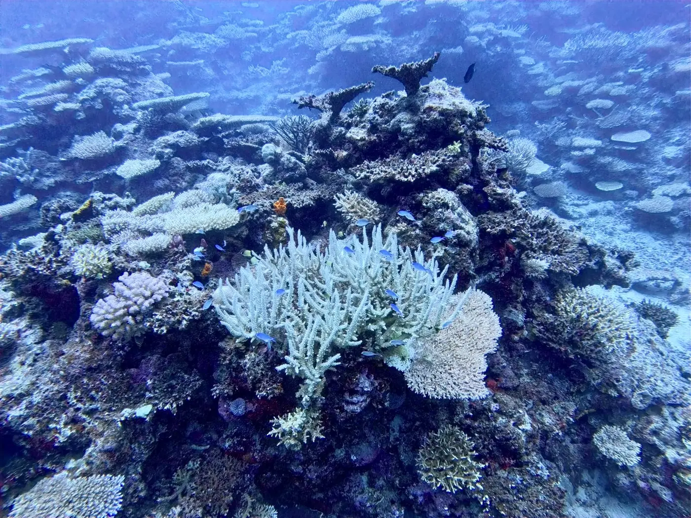 Branching hard corals with blue chromis off Taveuni, Fiji