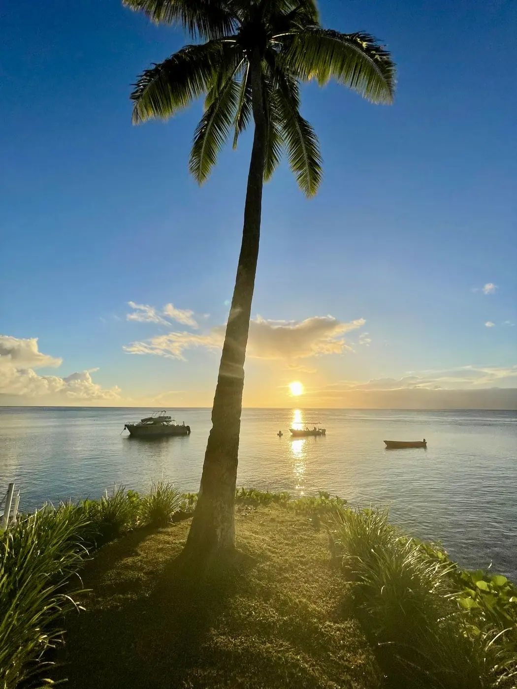 A single palm silhouetted against the sunset with dive boats moored offshore, Taveuni, Fiji