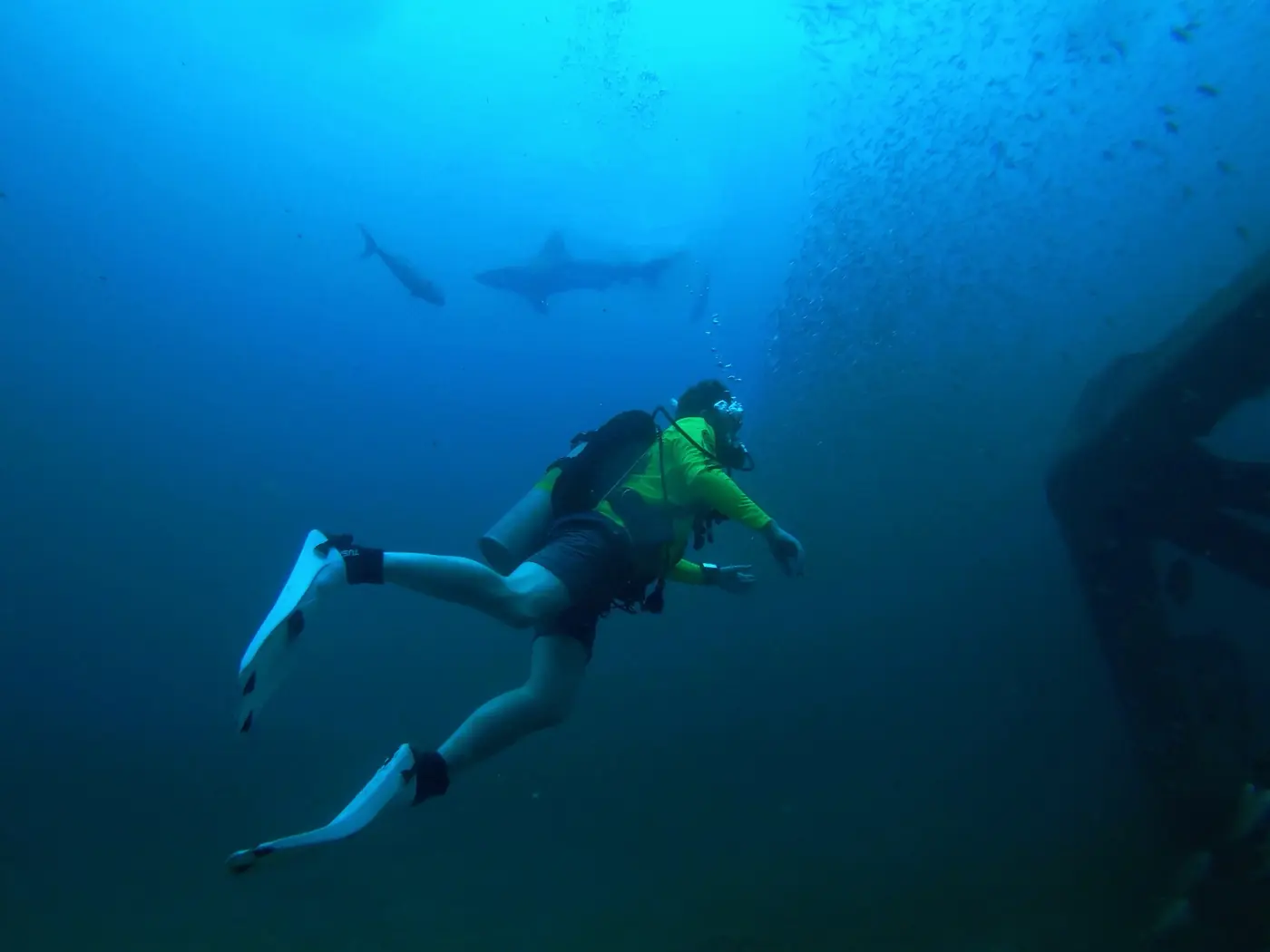 Sharks over Bridge Span 14