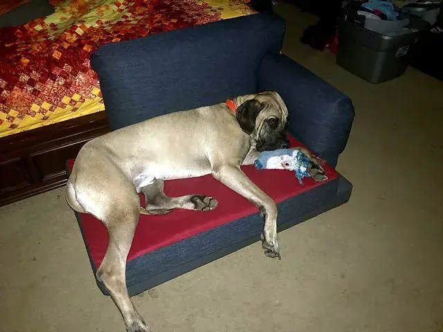 Dog approved