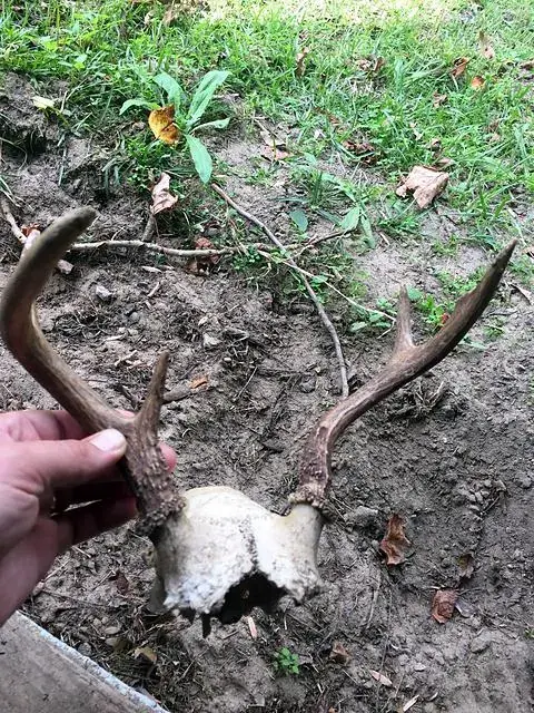 A found skull, 2015