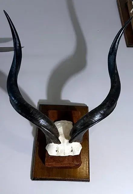 Kudu