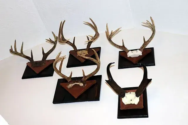 Whitetail set, 2020