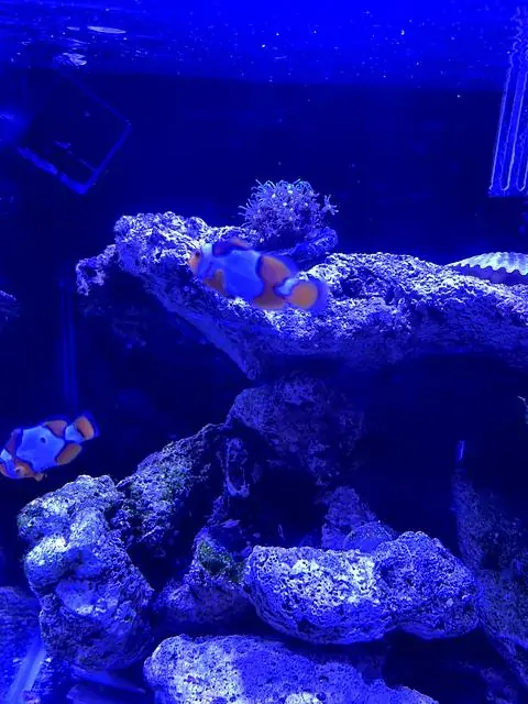 Clownfish, 2024