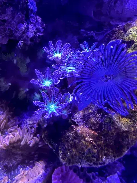 Feather duster