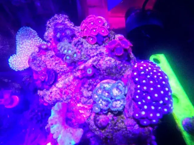 Coral, close