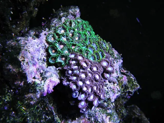 Zoanthids, 2013