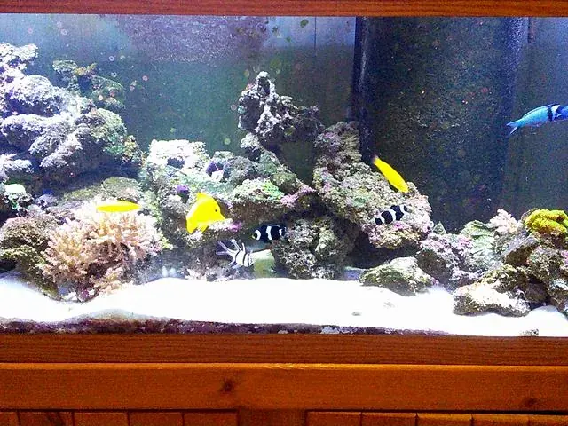 The reef in 2014
