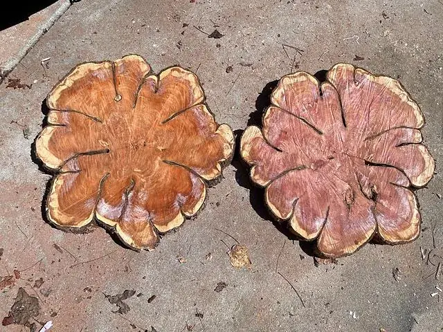 Cedar cookies